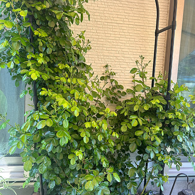 miukiさんの部屋