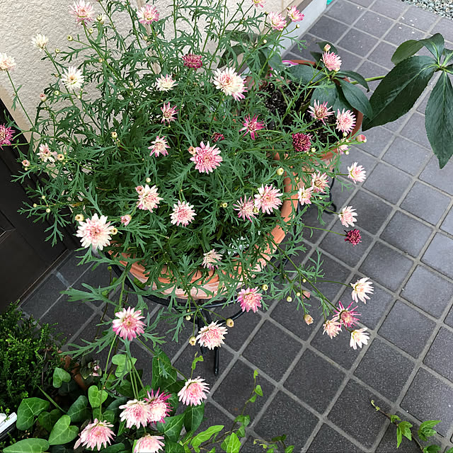 ckさんの実例写真