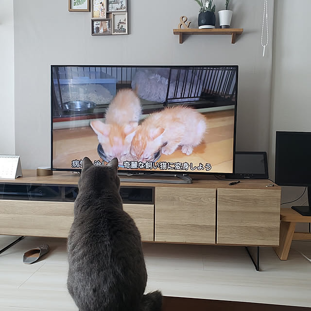 megu.catさんの実例写真
