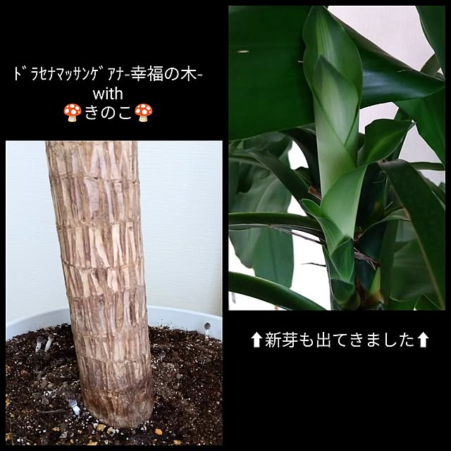 nanameさんの実例写真
