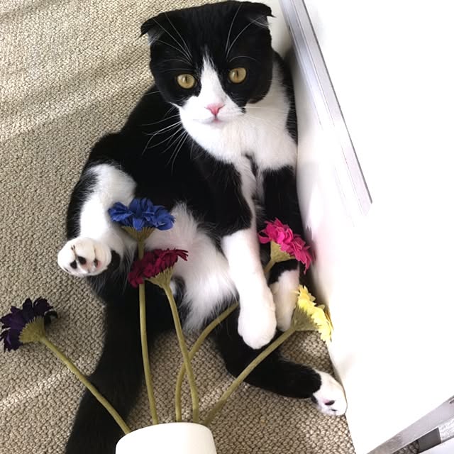 acoさんの実例写真