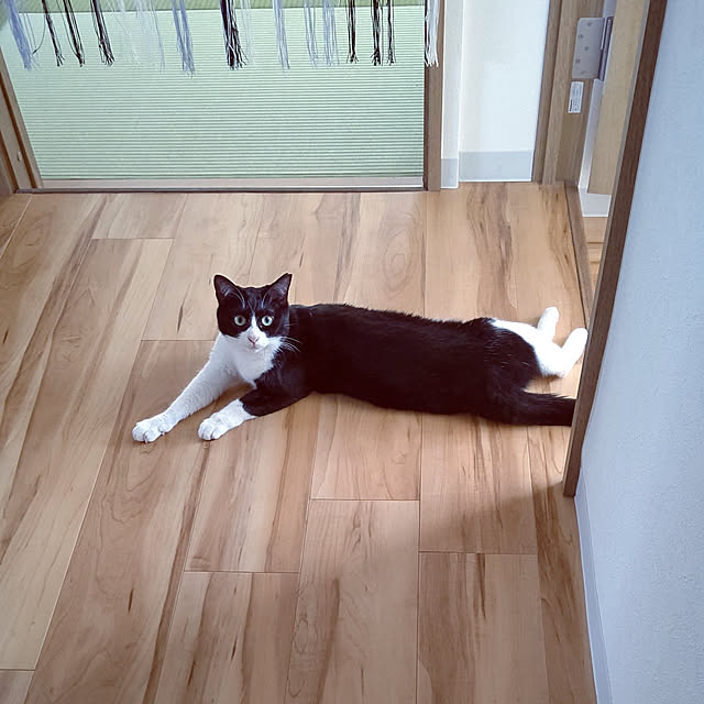 hihaさんの実例写真