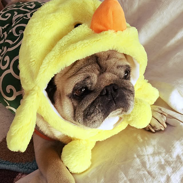 hazelさんの実例写真