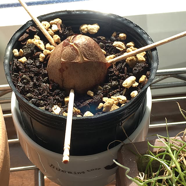 nomnom888さんの実例写真