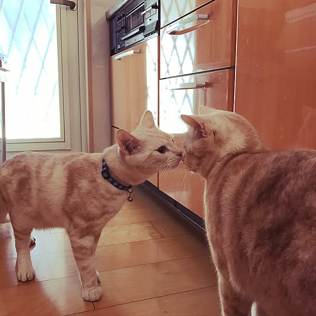 hiyupan88さんの実例写真