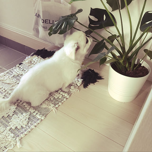 観葉植物/北欧/玄関/入り口のインテリア実例 - 2022-08-05 21:11:43