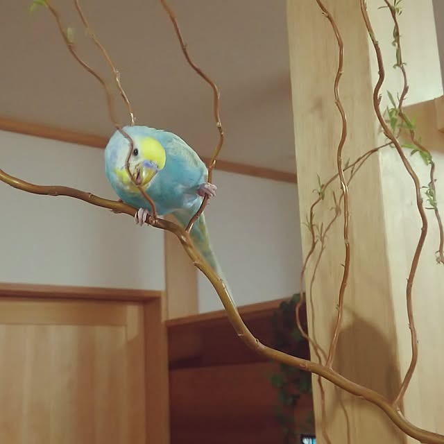 tokkoさんの部屋