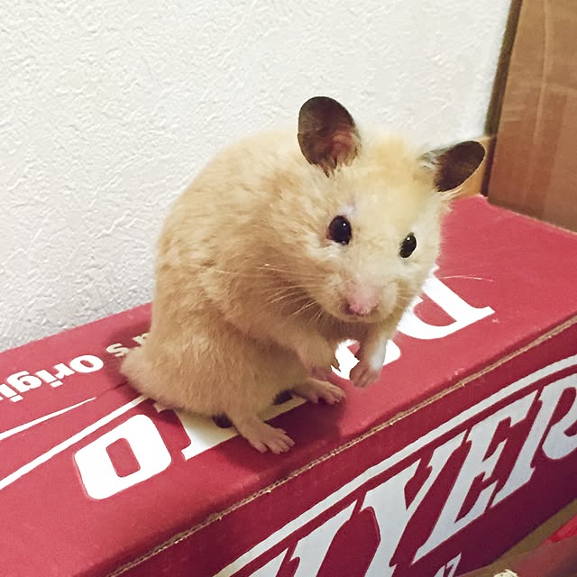 emiさんの実例写真