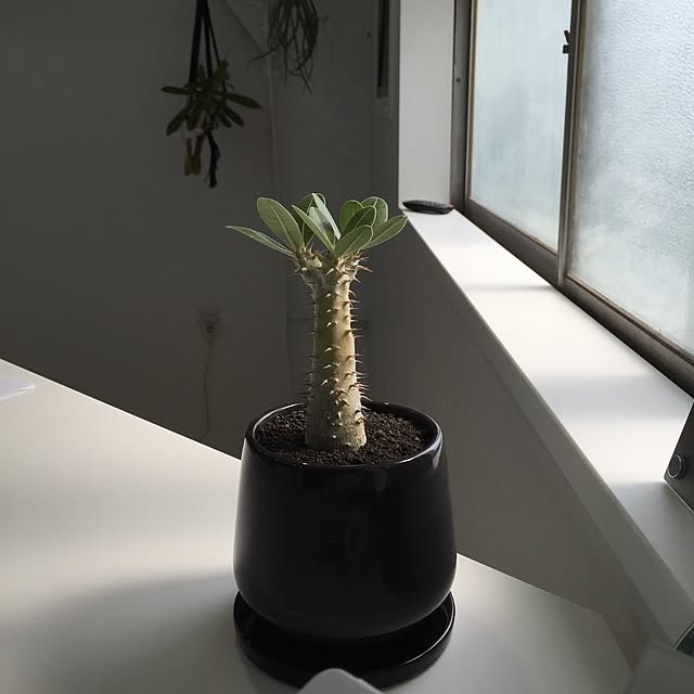 棚/観葉植物のインテリア実例 - 2016-07-11 22:25:48