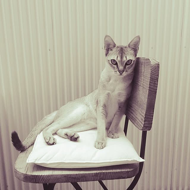 jaajjiさんの実例写真