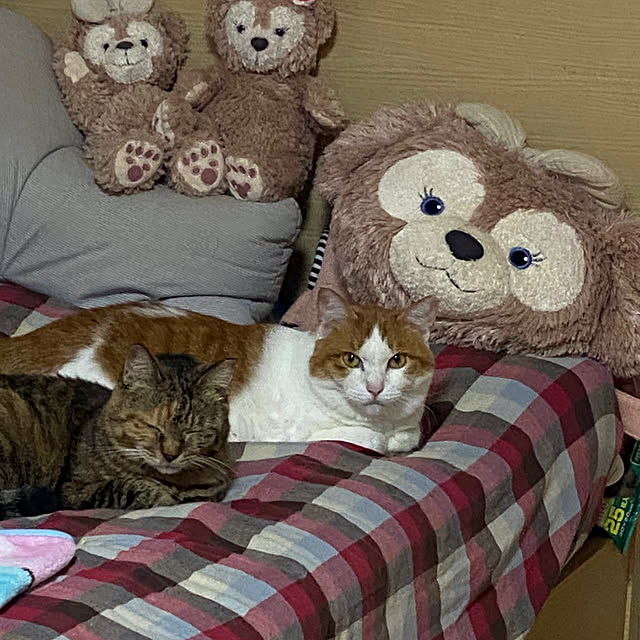 akemiさんの部屋