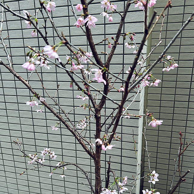 happy-sachiさんの部屋