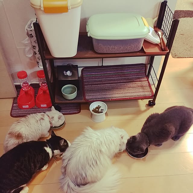 6catsさんの実例写真