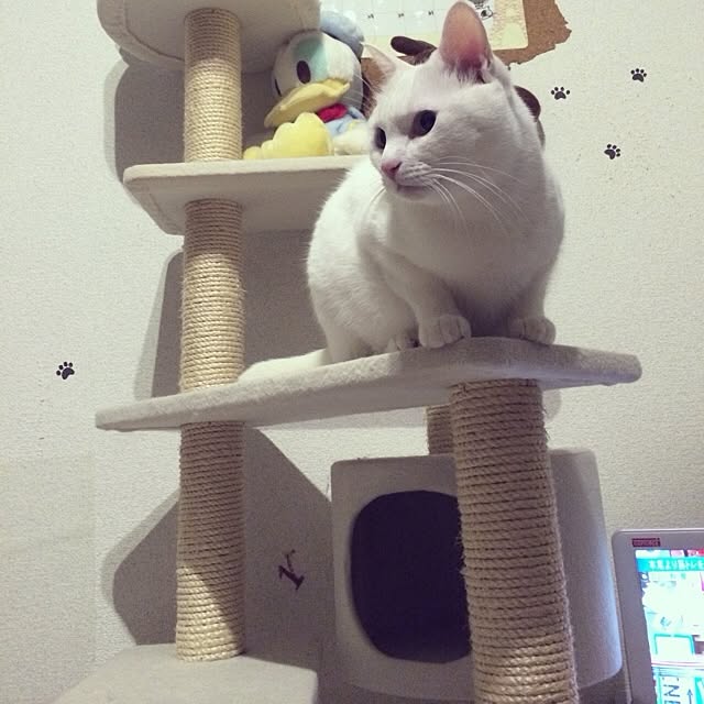 inoさんの実例写真