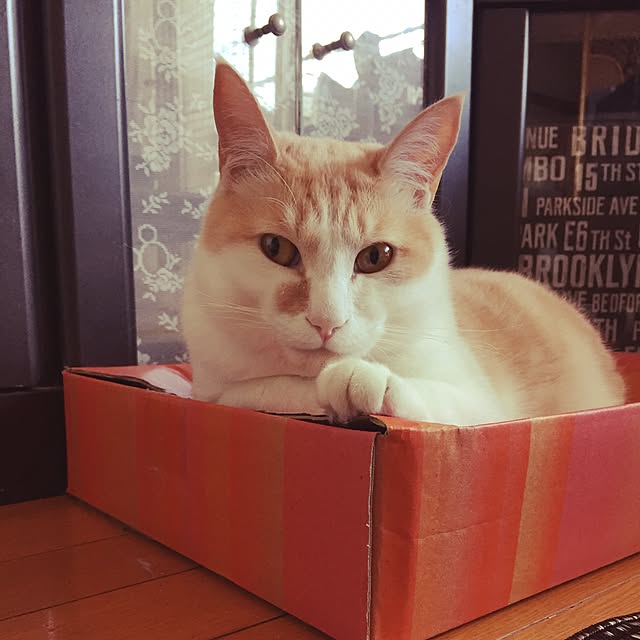 naworinさんの実例写真