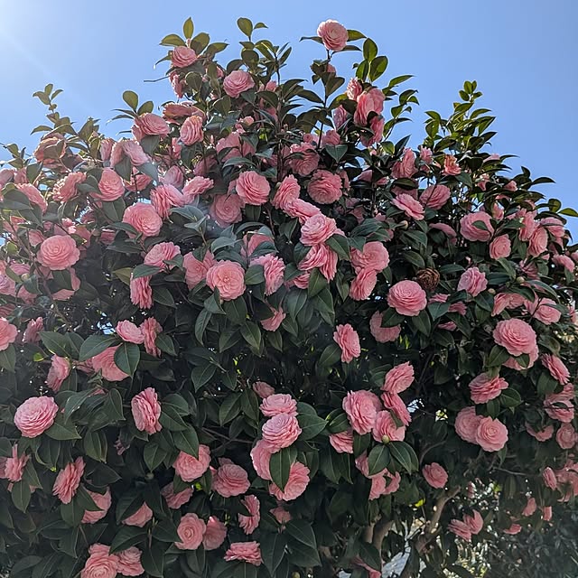 Mayumi8888さんの実例写真