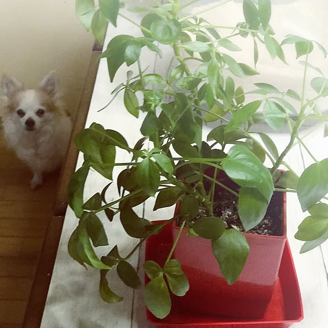 seroriさんの実例写真