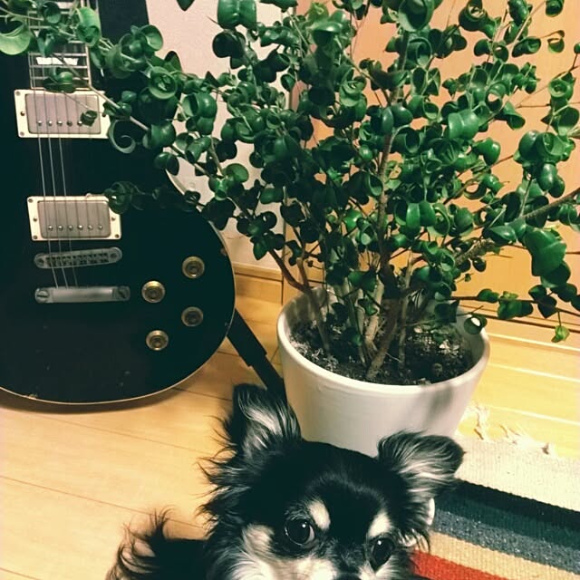 bambiさんの実例写真