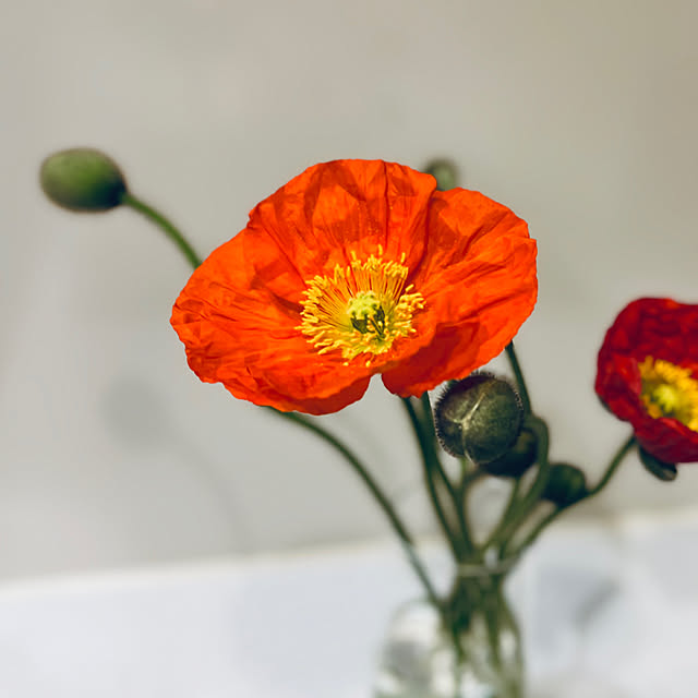 Royal_Gardeners_Clubさんの実例写真