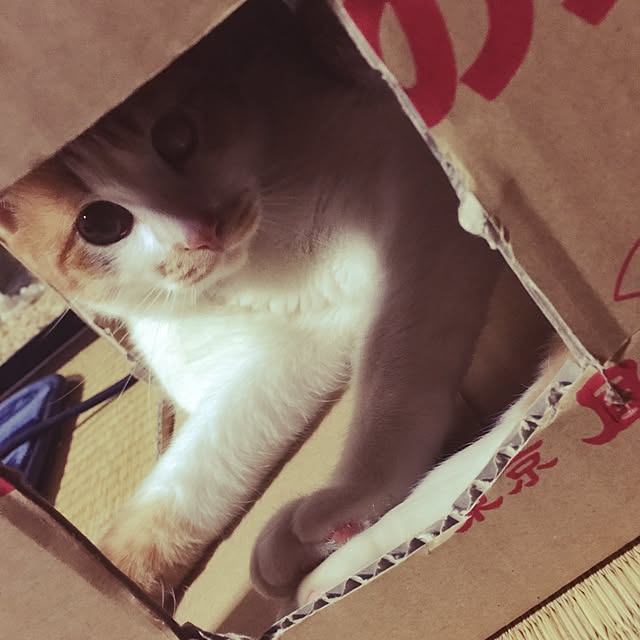 tenさんの実例写真