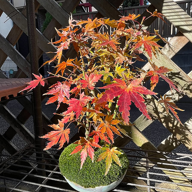 shunrikoさんの実例写真