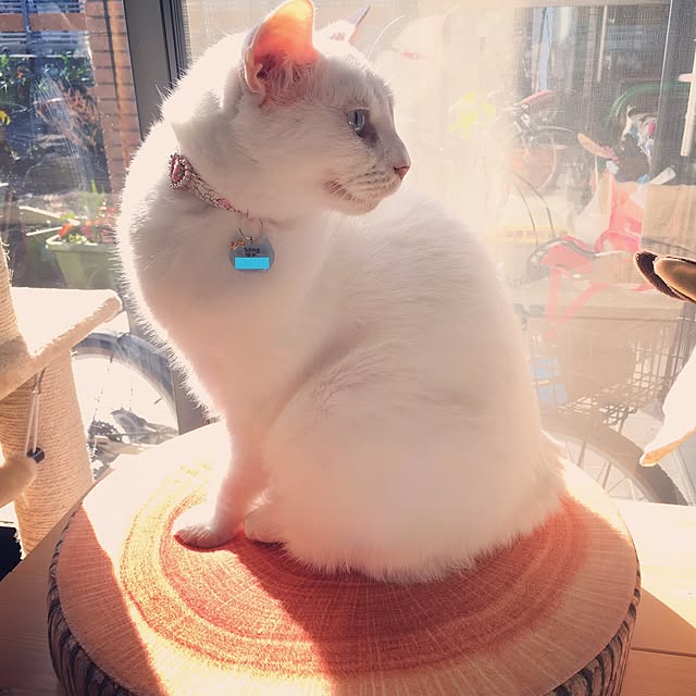 Norikoさんの実例写真