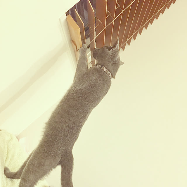 kaoriさんの実例写真