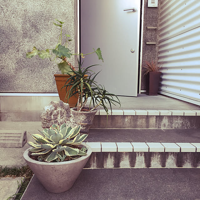 玄関/入り口/観葉植物のインテリア実例 - 2017-08-27 17:38:44