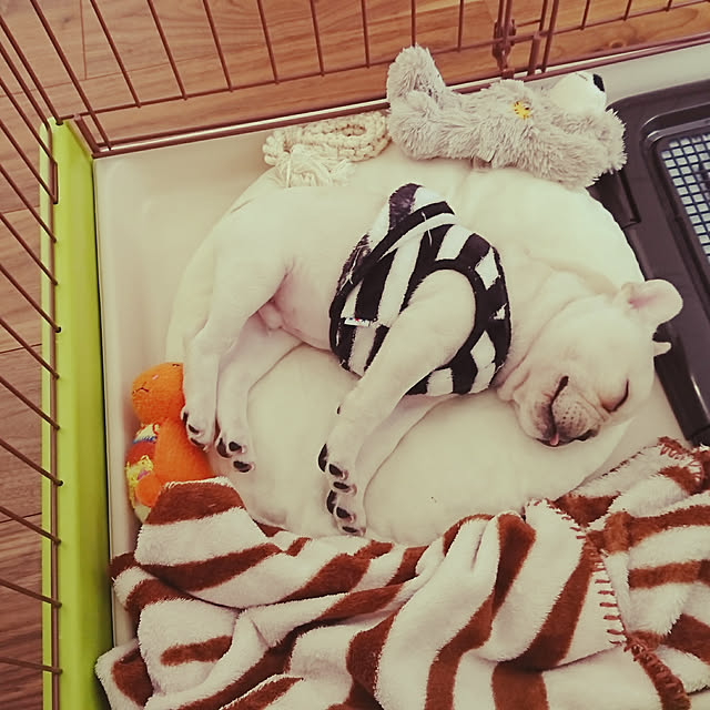 実例写真