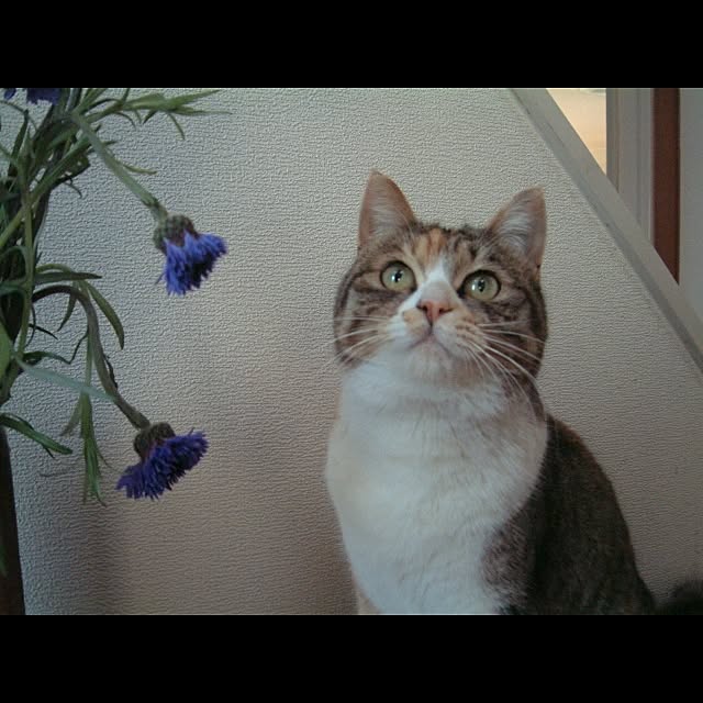Keikoさんの実例写真