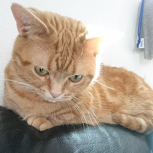 shinobuさんの実例写真