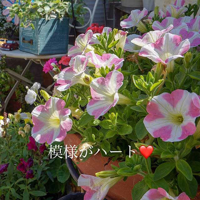 r_6cafeさんの実例写真