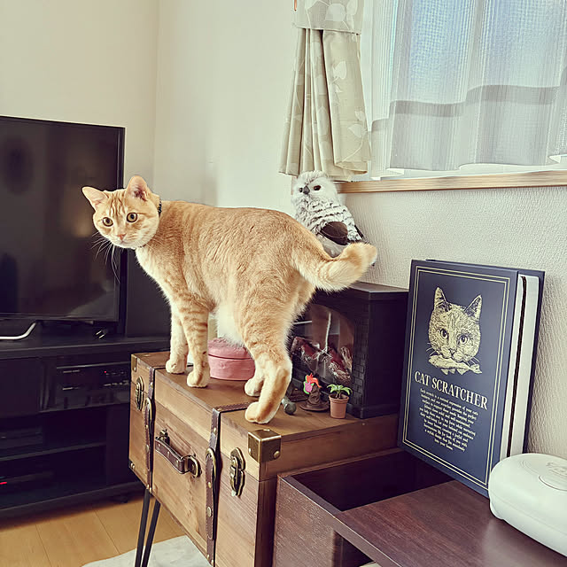 chiiさんの実例写真