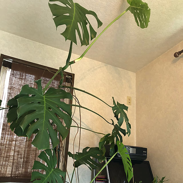 Rincoさんの実例写真