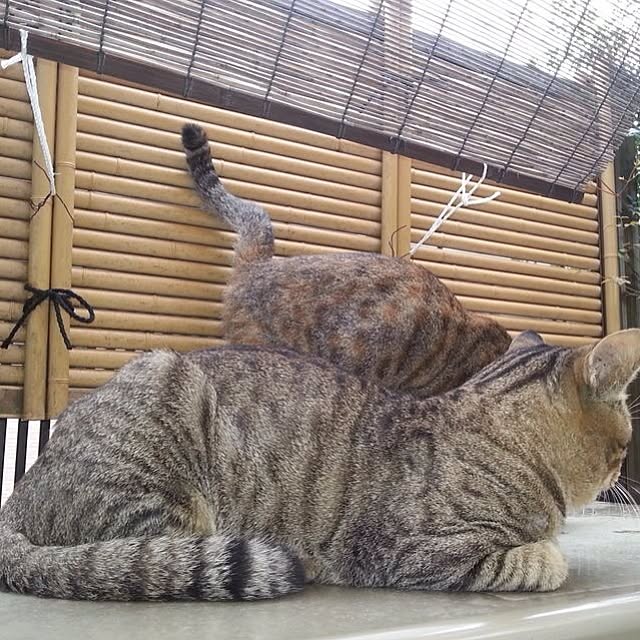 PrePolicさんの実例写真