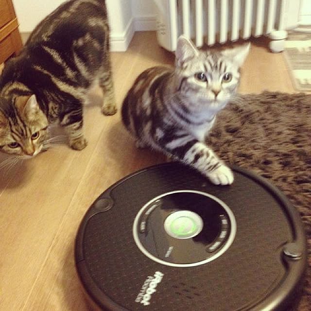mikomaruさんの実例写真