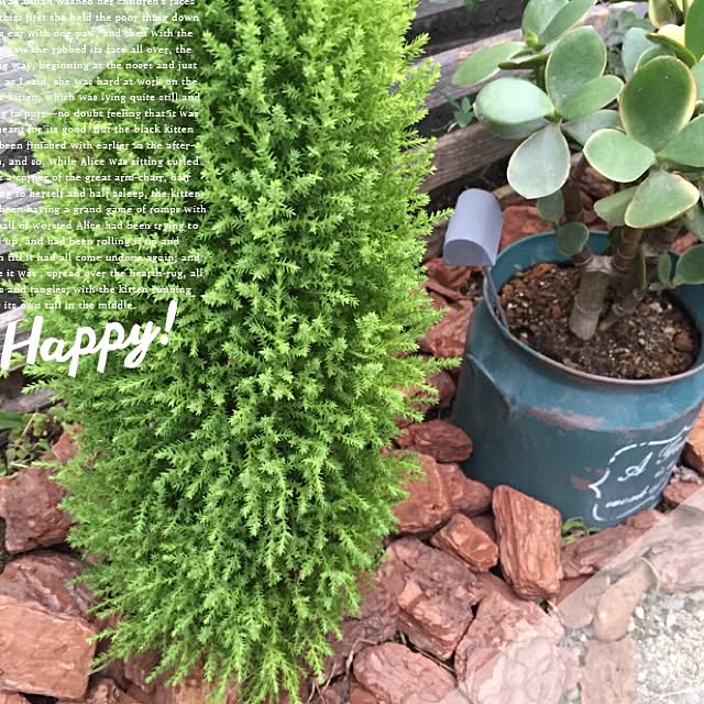 玄関/入り口/コニファー/ウッドチップ/多肉植物/植物...などのインテリア実例 - 2015-08-26 22:59:35