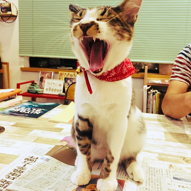 jijiさんの実例写真
