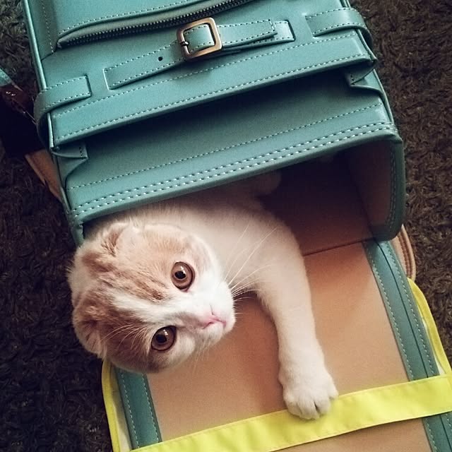 ta0902さんの実例写真