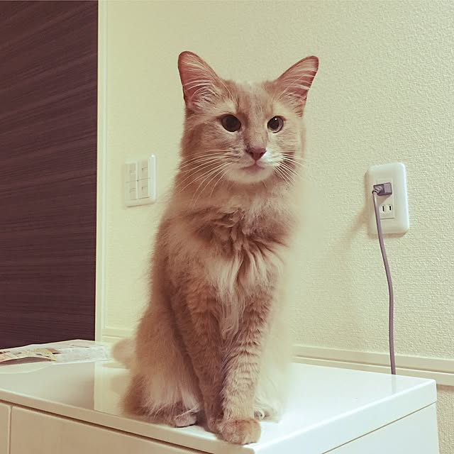 mofucatさんの実例写真