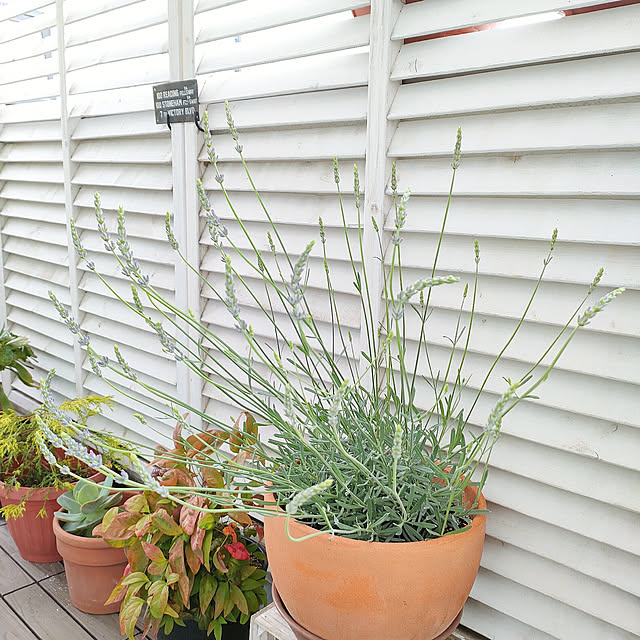 VERANDARJUNさんの実例写真