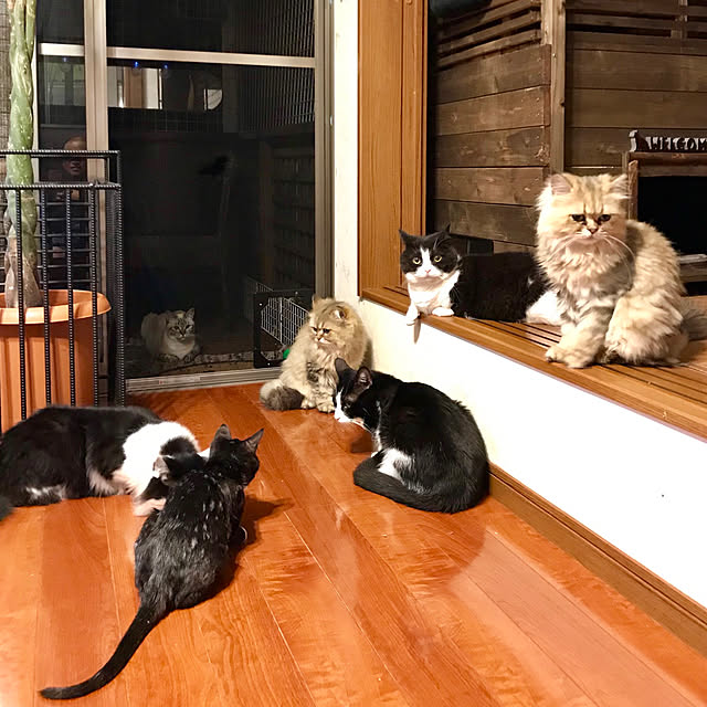 butachanさんの実例写真