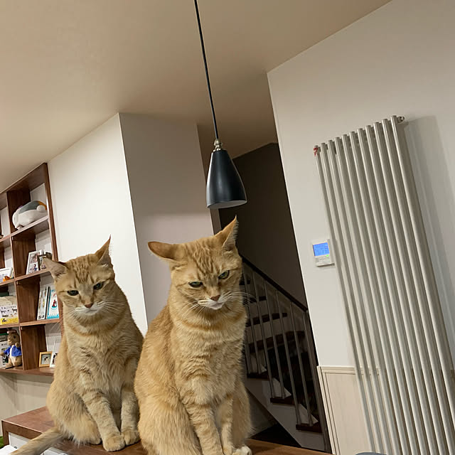 mikeume7さんの実例写真