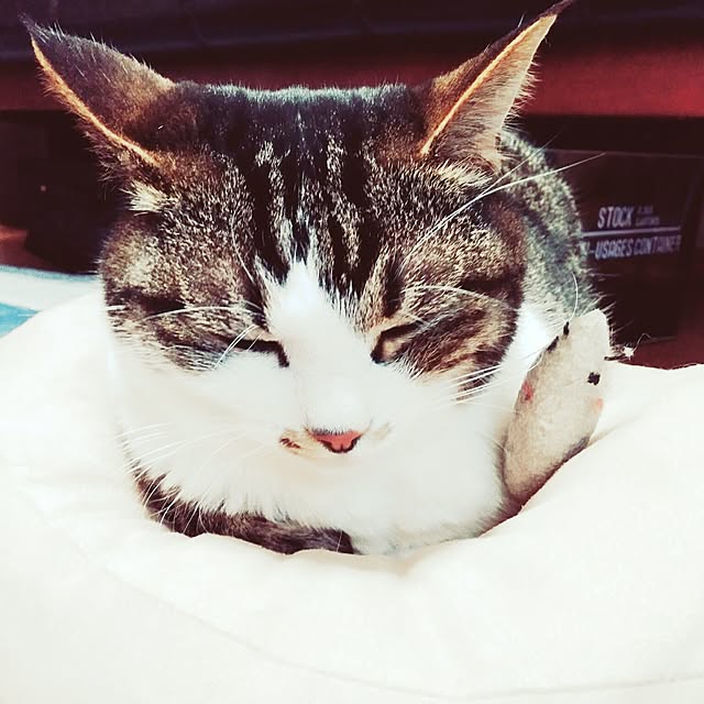 実例写真