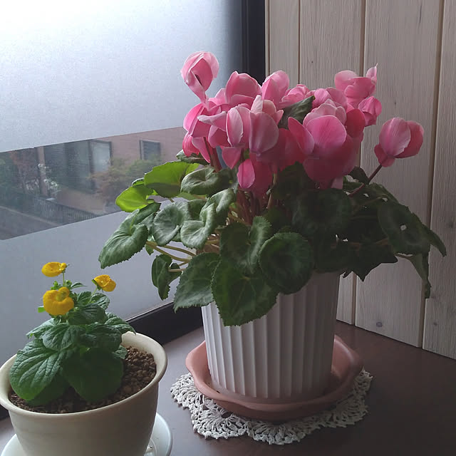 maruさんの実例写真