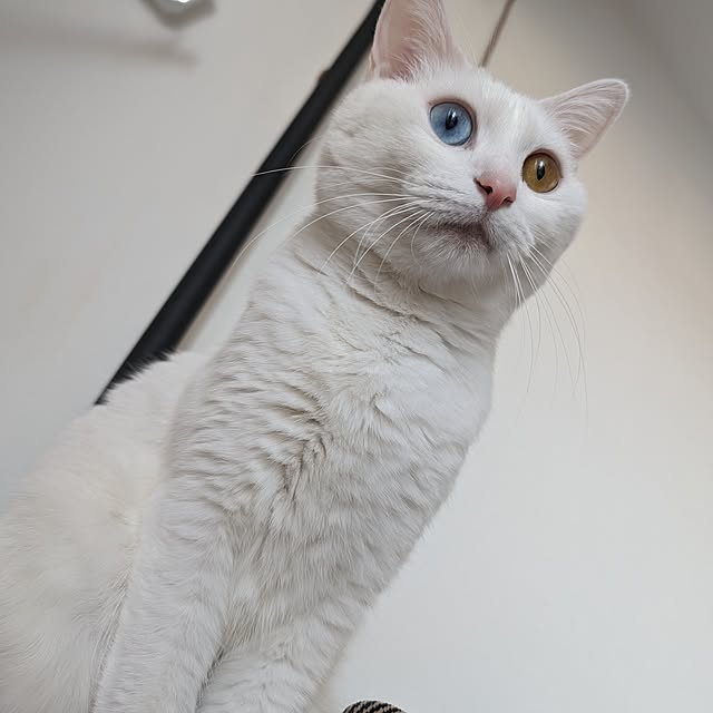 necoさんの部屋