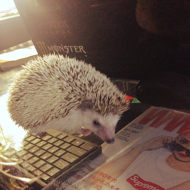 xxxpunk696さんの実例写真