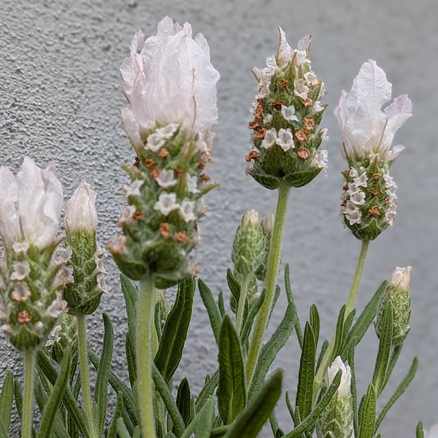 kumijiさんの実例写真