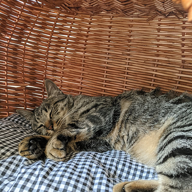 umeさんの実例写真