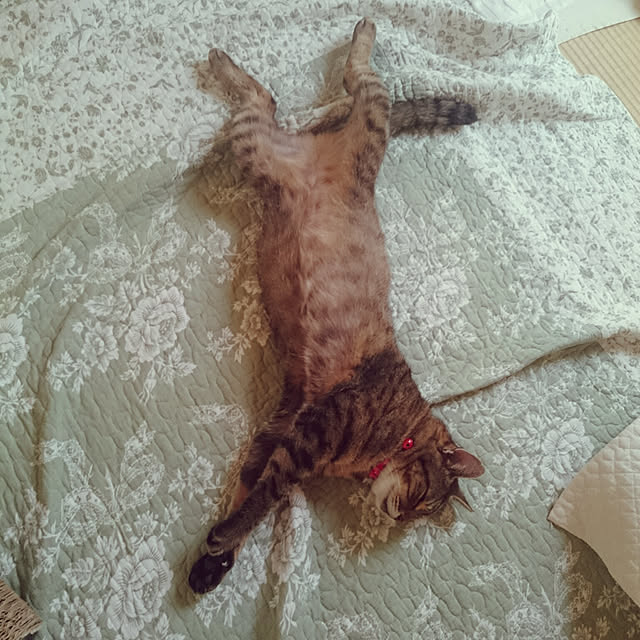 lilyさんの実例写真